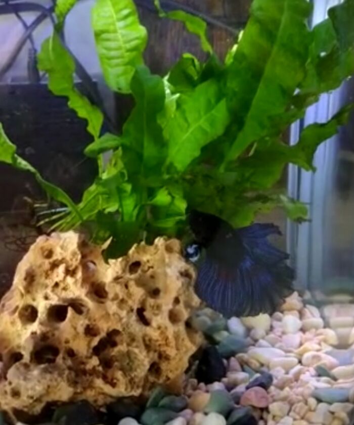 Buford...he Died Last Week