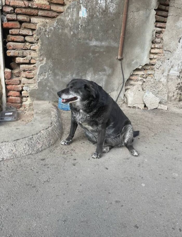 This Dog Is A Local Landmark In Tbilisi, Georgia With A Personal Google Maps Mark And Positive Reviews This Dog Is A Local Landmark In Tbilisi, Georgia With A Personal Google Maps Mark And Positive Reviews