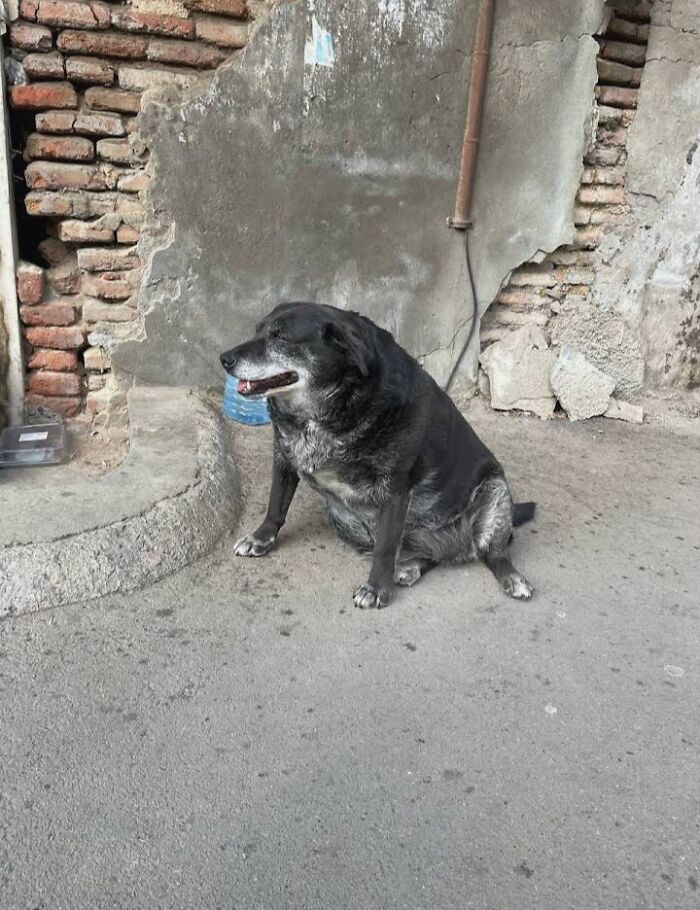 This Dog Is A Local Landmark In Tbilisi, Georgia With A Personal Google Maps Mark And Positive Reviews