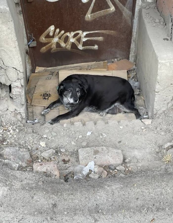 This Dog Is A Local Landmark In Tbilisi, Georgia With A Personal Google Maps Mark And Positive Reviews