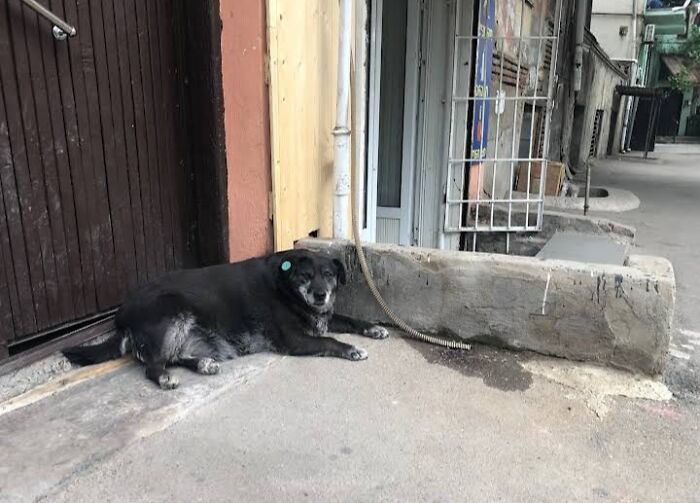 This Dog Is A Local Landmark In Tbilisi, Georgia With A Personal Google Maps Mark And Positive Reviews This Dog Is A Local Landmark In Tbilisi, Georgia With A Personal Google Maps Mark And Positive Reviews