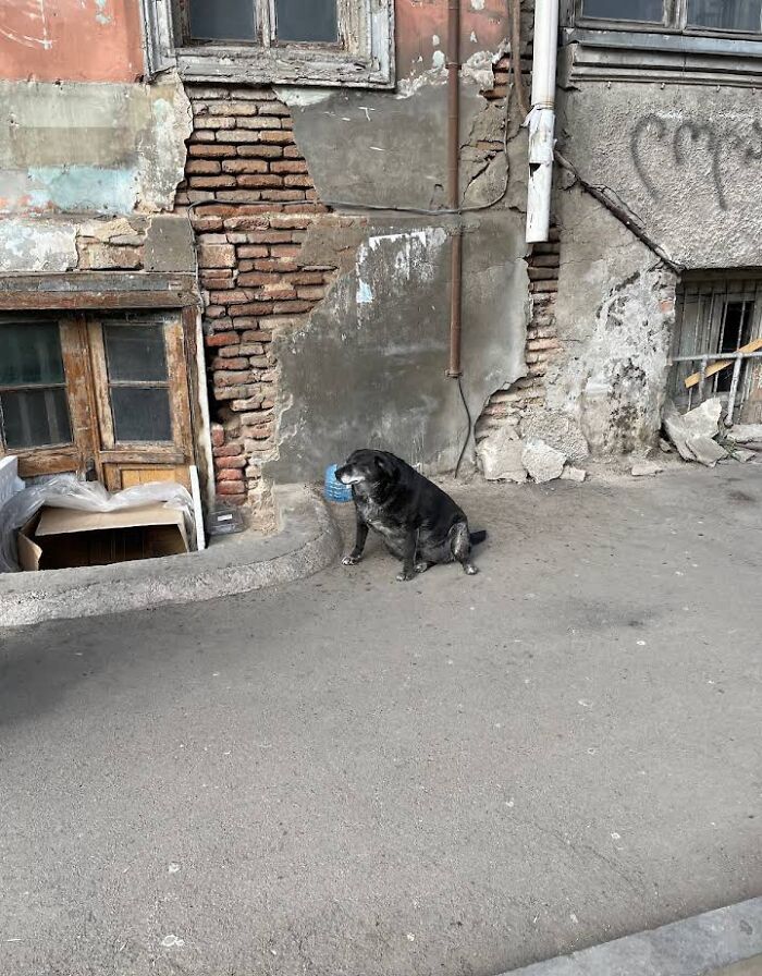 This Dog Is A Local Landmark In Tbilisi, Georgia With A Personal Google Maps Mark And Positive Reviews This Dog Is A Local Landmark In Tbilisi, Georgia With A Personal Google Maps Mark And Positive Reviews
