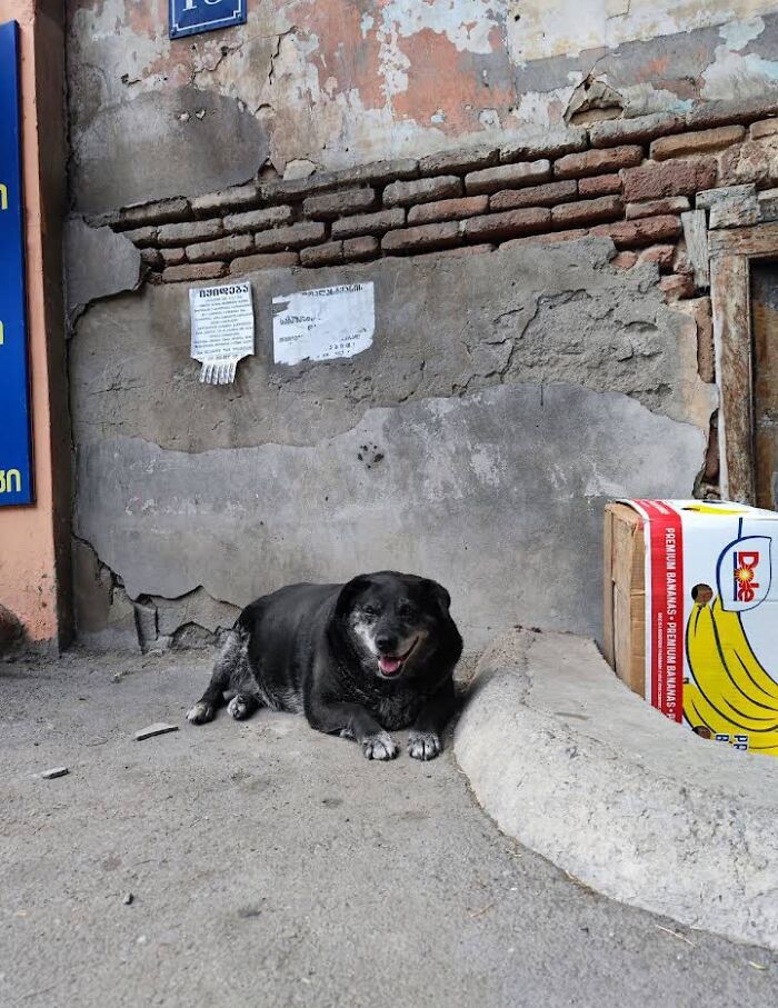 This Dog Is A Local Landmark In Tbilisi, Georgia With A Personal Google Maps Mark And Positive Reviews This Dog Is A Local Landmark In Tbilisi, Georgia With A Personal Google Maps Mark And Positive Reviews