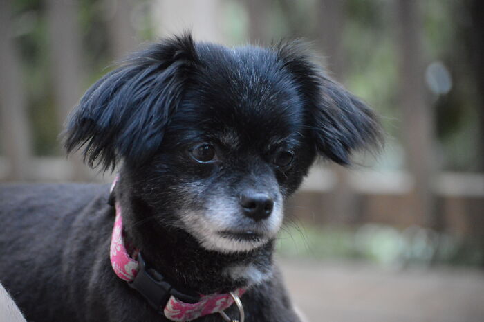 This Is My Puppy. There Are Many Like Her, But This One Is Mine. My Puppy Is My Best Friend. She Is My Life. My Puppy, Without Me, Is Useless. Without My Puppy, I Am Useless