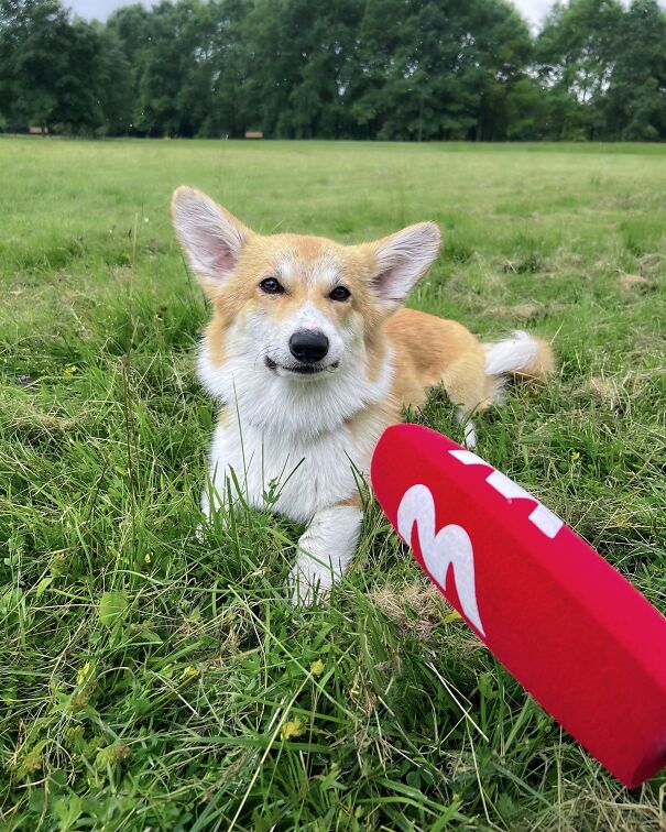 Meet Kobis - A Corgi That Knows Over 60 Tricks Including Riding A Skateboard, Painting, Playing Basketball And More Meet Kobis - A Corgi That Knows Over 60 Tricks Including Riding A Skateboard, Painting, Playing Basketball And More