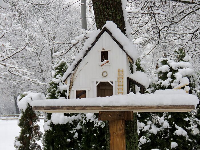 There Is No Harsh Winter For Our Little Birds