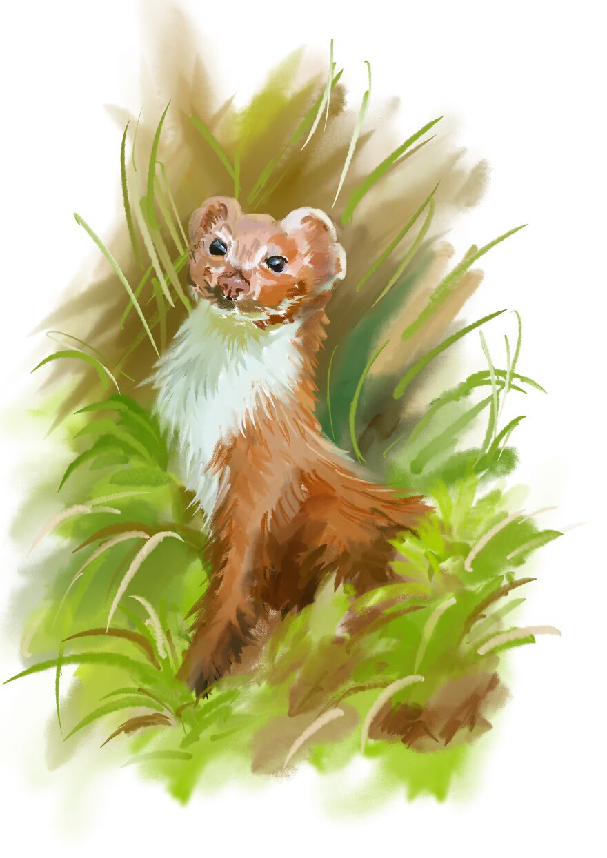 An illustration of a ferret