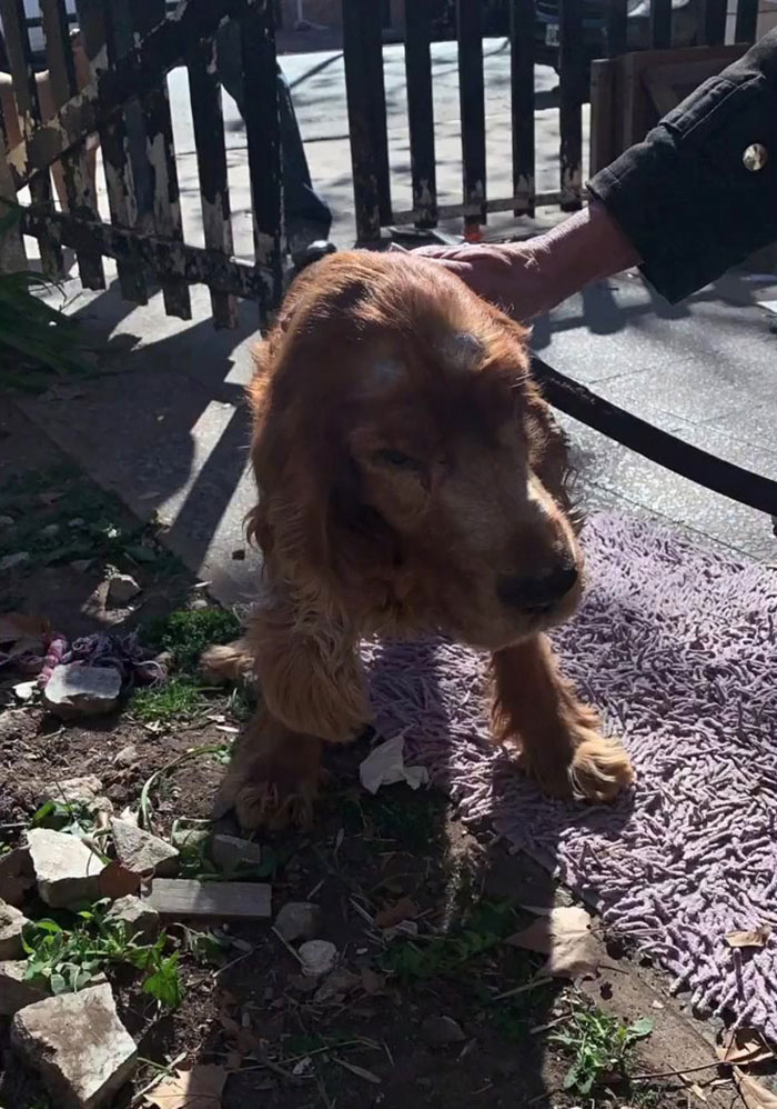 After Being Thrown Away By A Presumed Owner, This Dog Has Been Given A Second Shot At Life With The Help Of Local People After Being Thrown Away By A Presumed Owner, This Dog Has Been Given A Second Shot At Life With The Help Of Local People