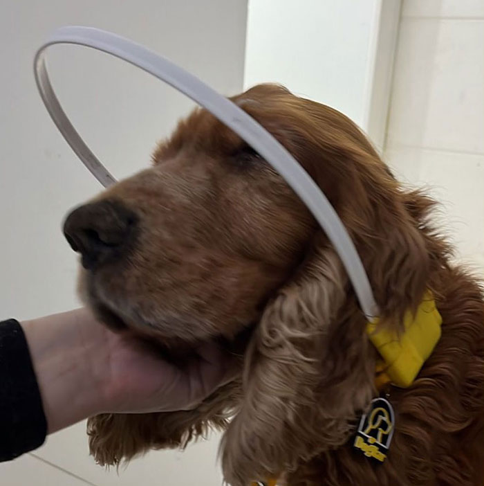 After Being Thrown Away By A Presumed Owner, This Dog Has Been Given A Second Shot At Life With The Help Of Local People After Being Thrown Away By A Presumed Owner, This Dog Has Been Given A Second Shot At Life With The Help Of Local People