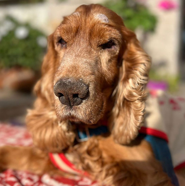 After Being Thrown Away By A Presumed Owner, This Dog Has Been Given A Second Shot At Life With The Help Of Local People After Being Thrown Away By A Presumed Owner, This Dog Has Been Given A Second Shot At Life With The Help Of Local People