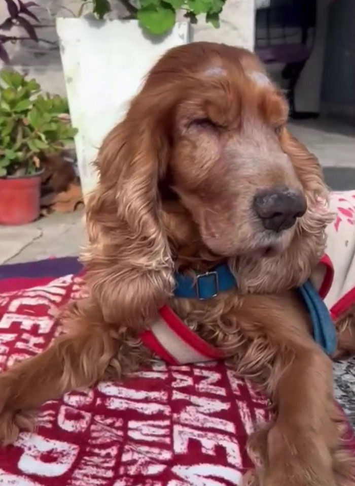 After Being Thrown Away By A Presumed Owner, This Dog Has Been Given A Second Shot At Life With The Help Of Local People After Being Thrown Away By A Presumed Owner, This Dog Has Been Given A Second Shot At Life With The Help Of Local People