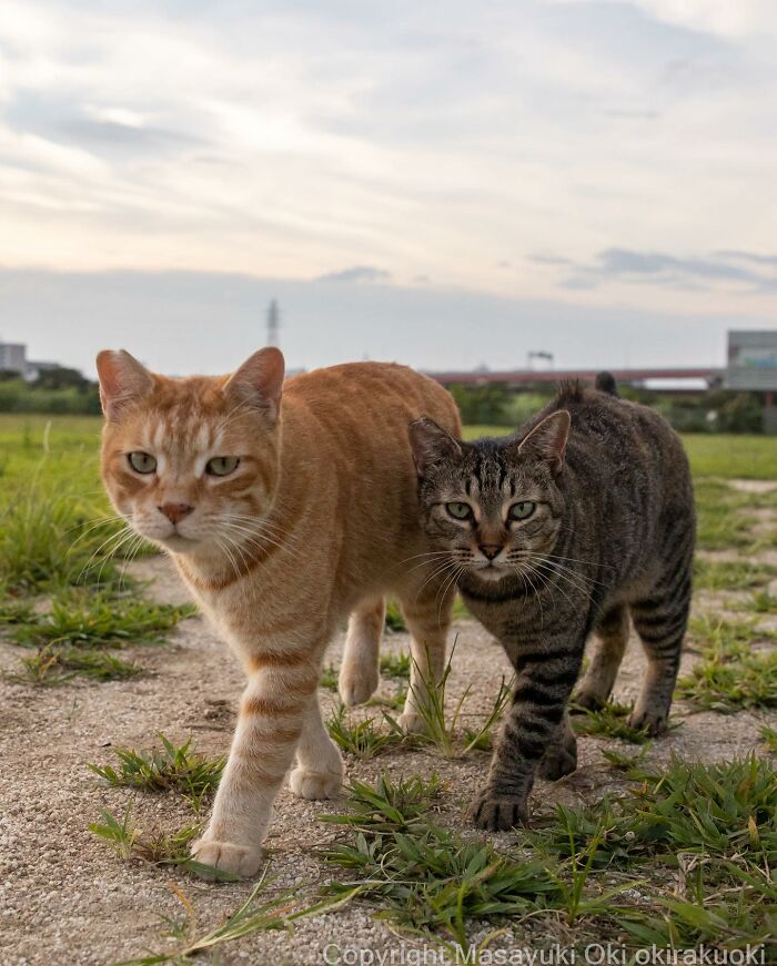 50 Hilariously Adorable Pictures Of Stray Cats As Captured By This Japanese Photographer (50 New Pics)