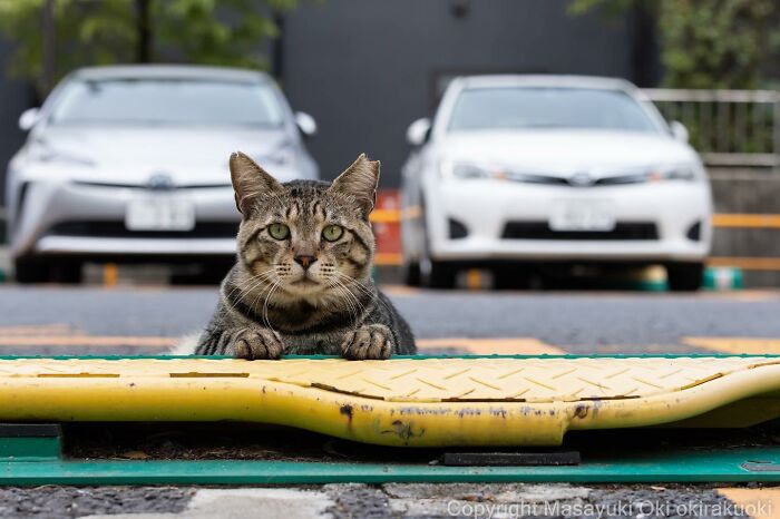 Japanese Photographer Captures Cats On The Streets Proving That Felines Really Are The Kings Of The World (71 New Pics)