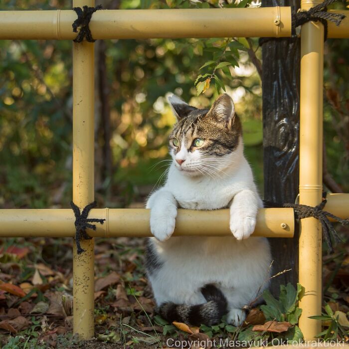 50 Hilariously Adorable Pictures Of Stray Cats As Captured By This Japanese Photographer (50 New Pics)