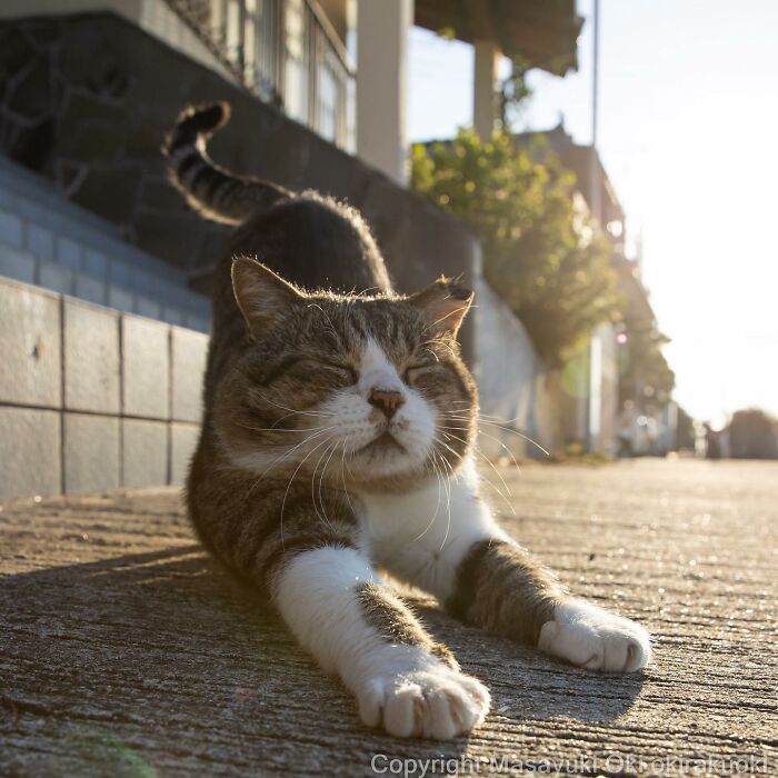 Japanese Photographer Captures Cats On The Streets Proving That Felines Really Are The Kings Of The World (71 New Pics)
