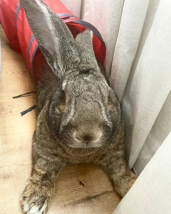 Seznamte se s Guusem, 22lb králíkem, který přitahuje pozornost nejen svou velikostí, ale také svou psí osobností