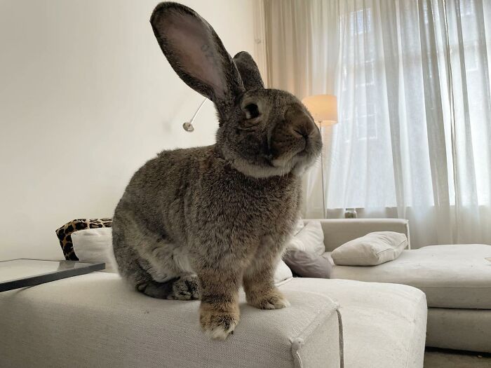 Seznamte se s Guusem, 22lb králíkem, který přitahuje pozornost nejen svou velikostí, ale také svou psí osobností