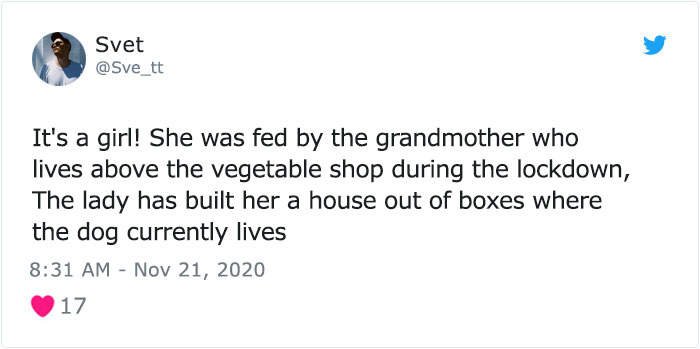 This Dog Is A Local Landmark In Tbilisi, Georgia With A Personal Google Maps Mark And Positive Reviews This Dog Is A Local Landmark In Tbilisi, Georgia With A Personal Google Maps Mark And Positive Reviews