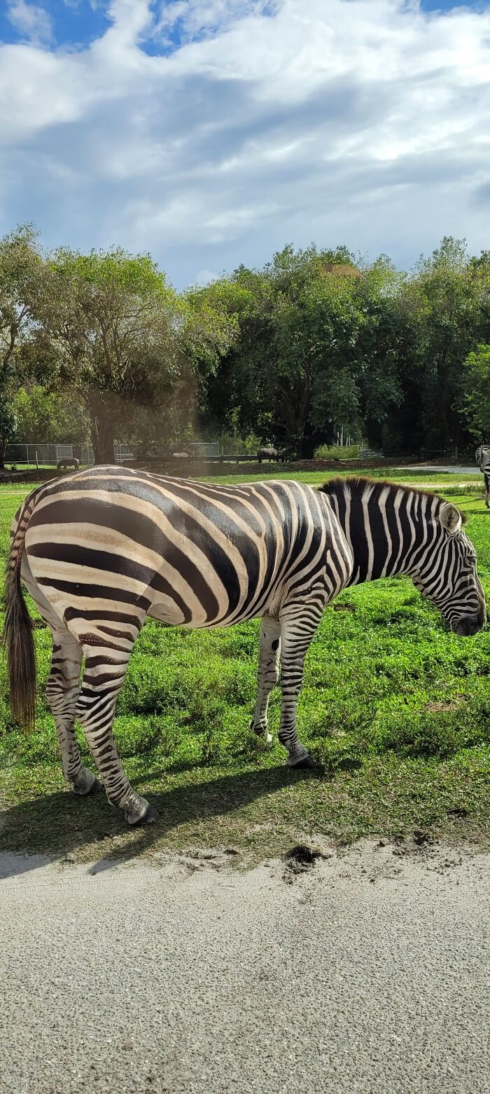 Went To The Lion Country Safari Literally The Other Day. (In Florida) I Was A Door Away From A Zebra!