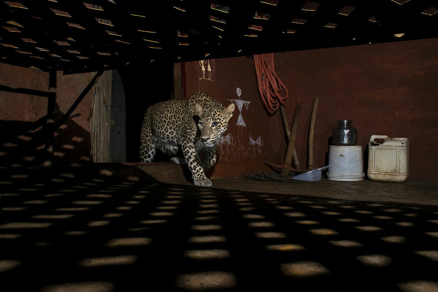 "Aarey’s Cats", Winner, Wildscape & Animals In Their Habitat