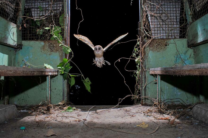 "Jailbreak", Winner, Wildscape & Animals In Their Habitat