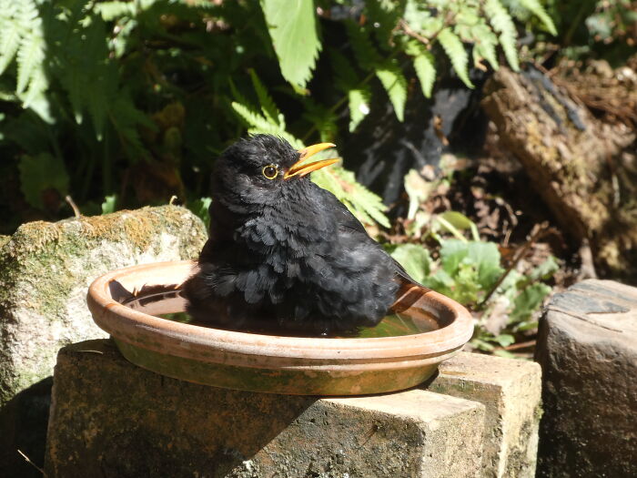 And Here's A Shocked Blackbird Caught Having A Bath