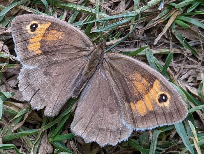 Meadow Brown Butterfly