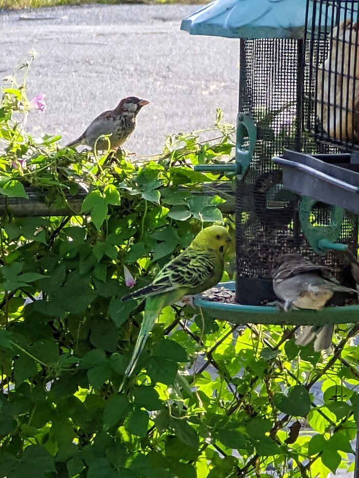 Someone Let Their Parakeet Out Into The Wild. He Ate And Hung Out With The Sparrows All Afternoon