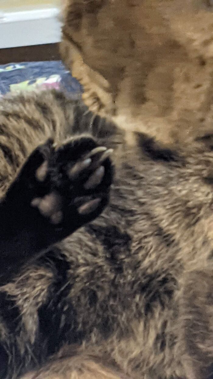 My Cat's Name Is Bean And Here Are Her Toe Beans