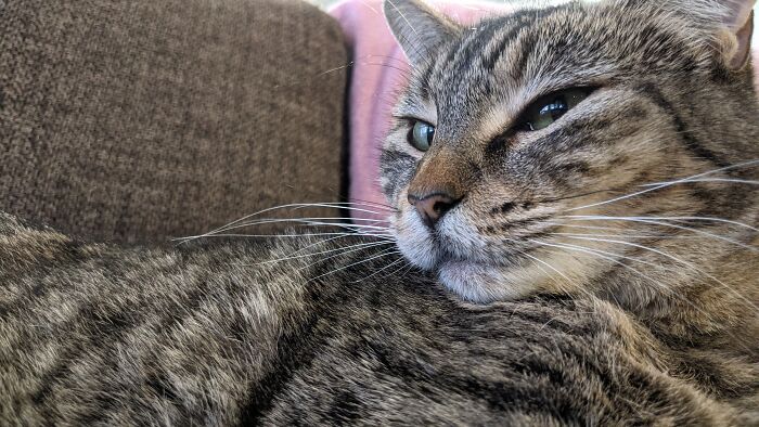 Hello, My Name Is Bean. I Am Here To Eat Food. I Have Eaten A Piece Of Fried Chicken Before, Half Of The Bone Included And I Am Not Dead!