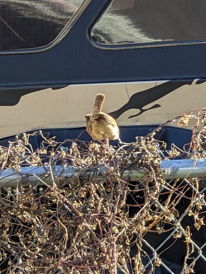 Tried Getting A Picture Of My Carolina Wren He Wasn't Having It And Gave Me A Butt Shot 🤣😂🤣