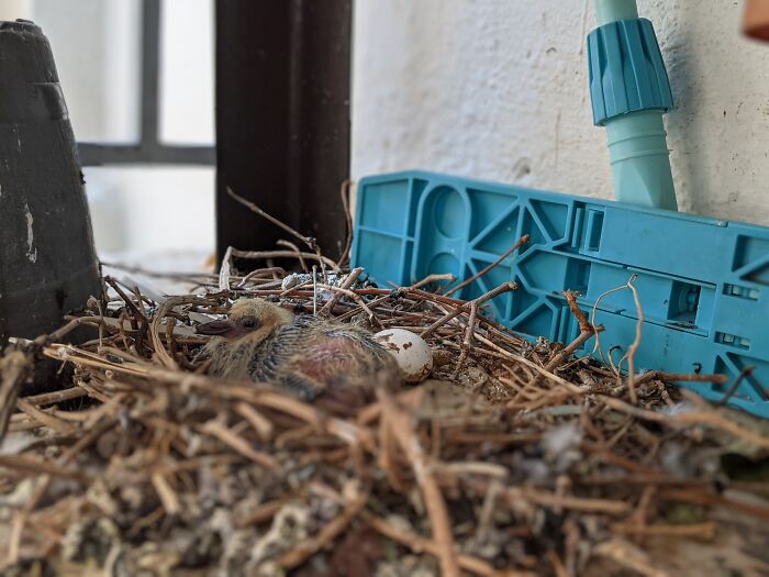 I Found This Newborn Squab On My Balcony