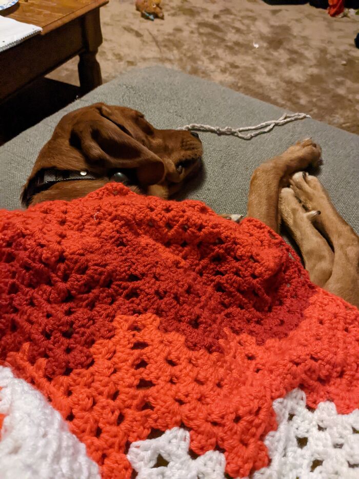 He Knew I Was Feeling Sad And Refused To Move While I Worked On My Nephew's Blanket
