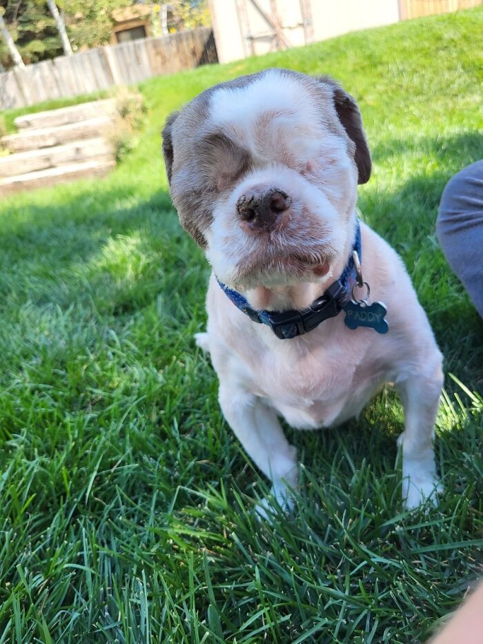 My Amazing Eye-Less Dog!