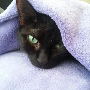 blackcatnamedsasha avatar