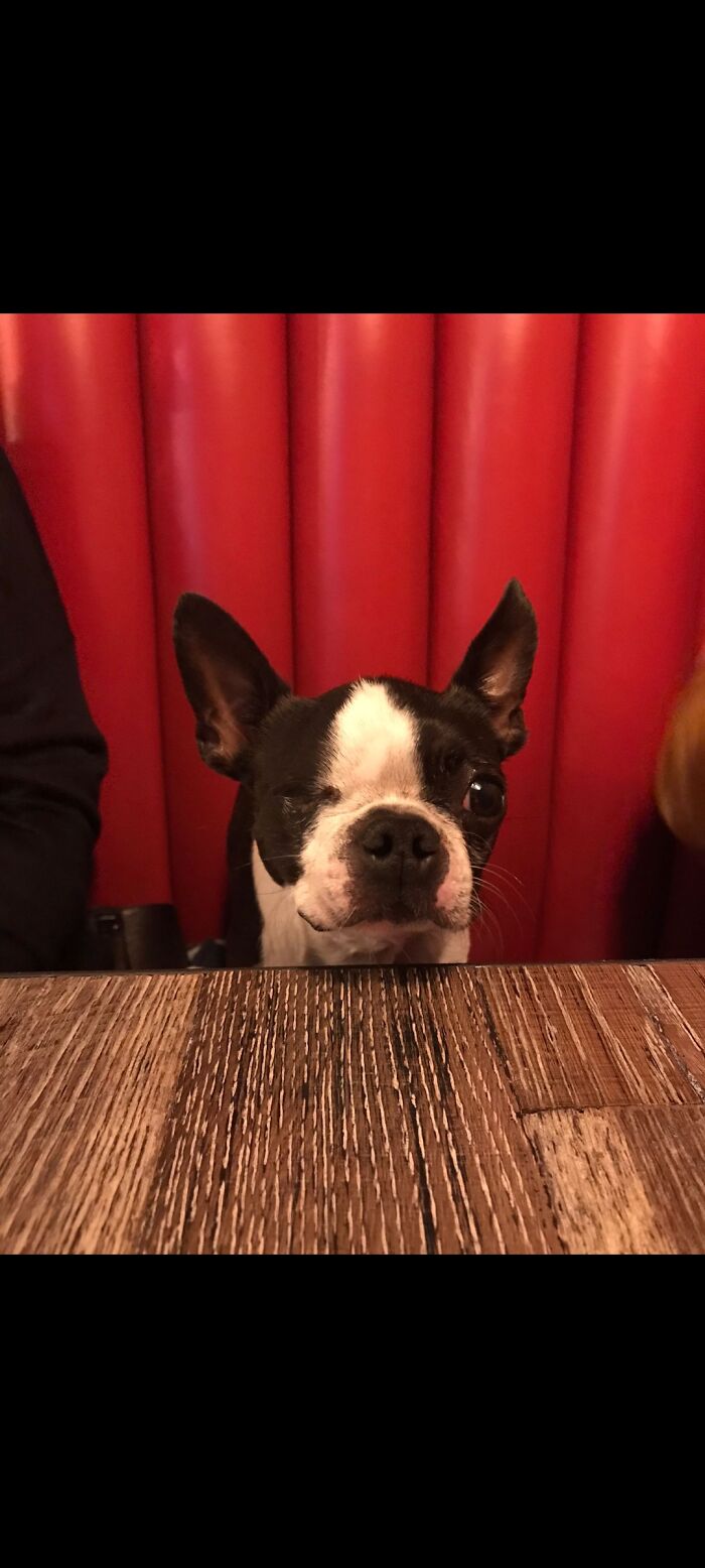 My One Eyed Good Boi Who Most Definitely Owns Me