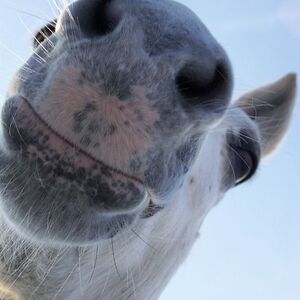 Random Horse Nose