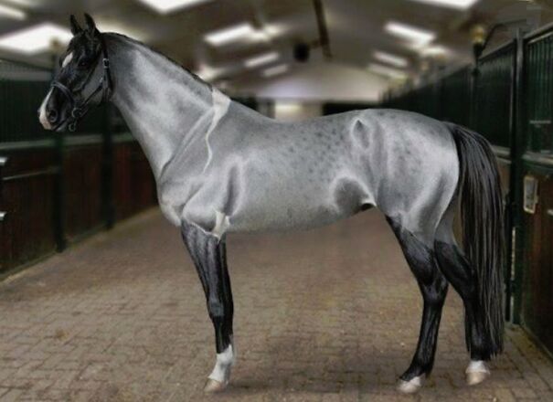 Silver-buckskin-Akhal-Teke-horse.jpg