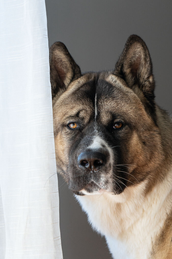 Soju, Handsome Fun Loving Guy Who Can Pull You Across The Artic Tundra!