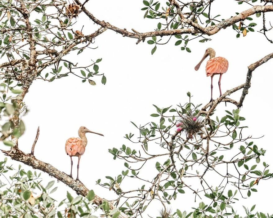 Winner Of Mangroves And Wildlife: Colhereiro - Priscila Forone, Brazil