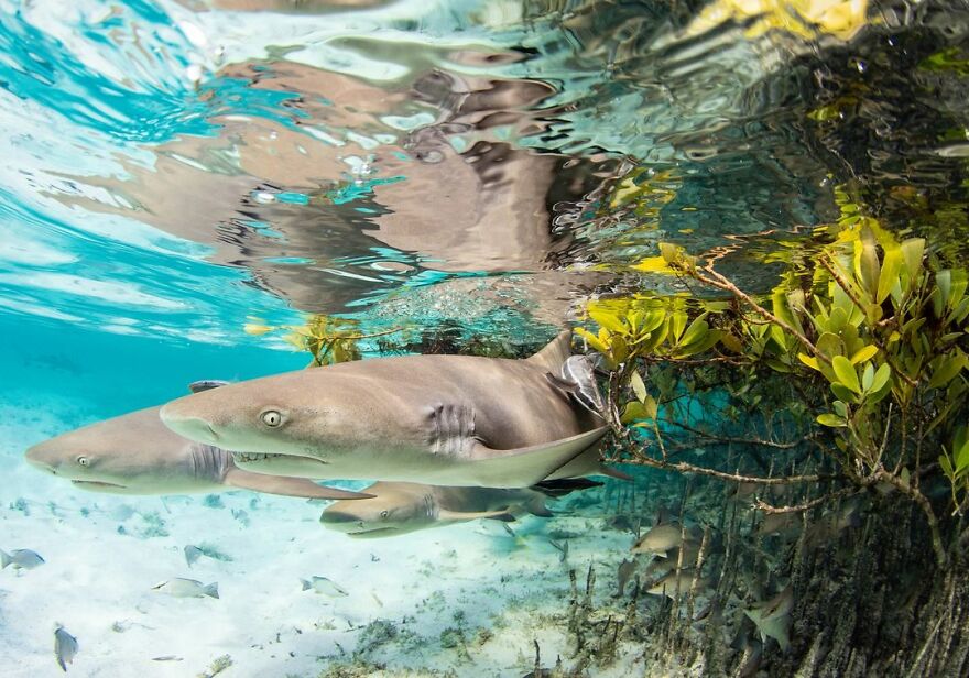 Winner Of Mangroves And Underwater: At The Edge - Jillian E. Morris, Bahamas