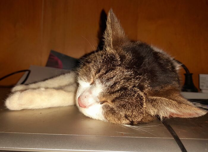 I Gave Home To Throw Away Kitty. She Is So Happy Now