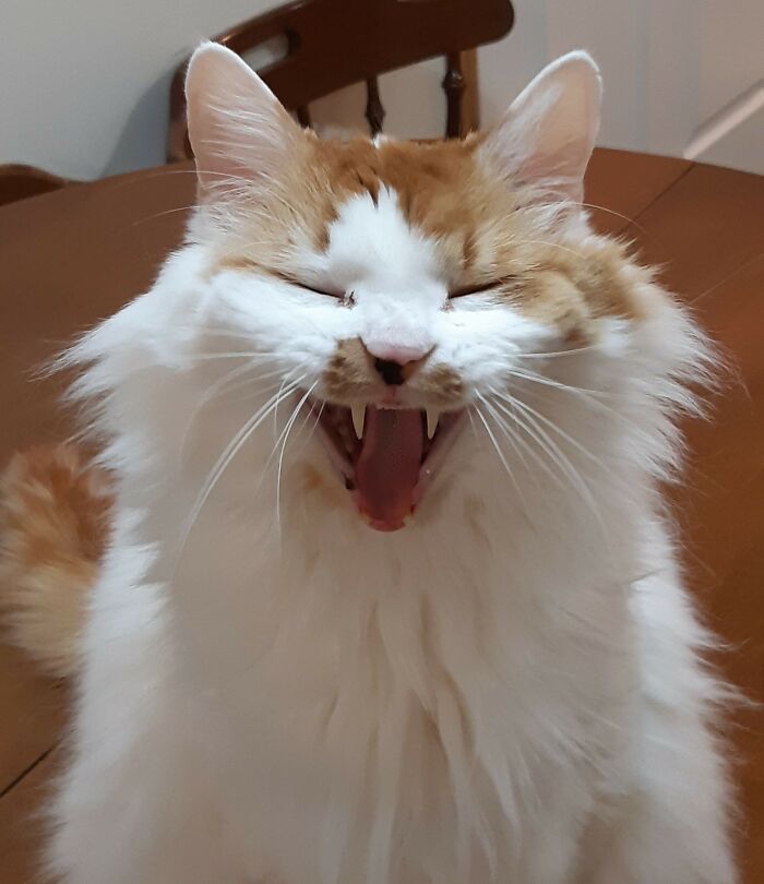 My Cat Titus Yawning