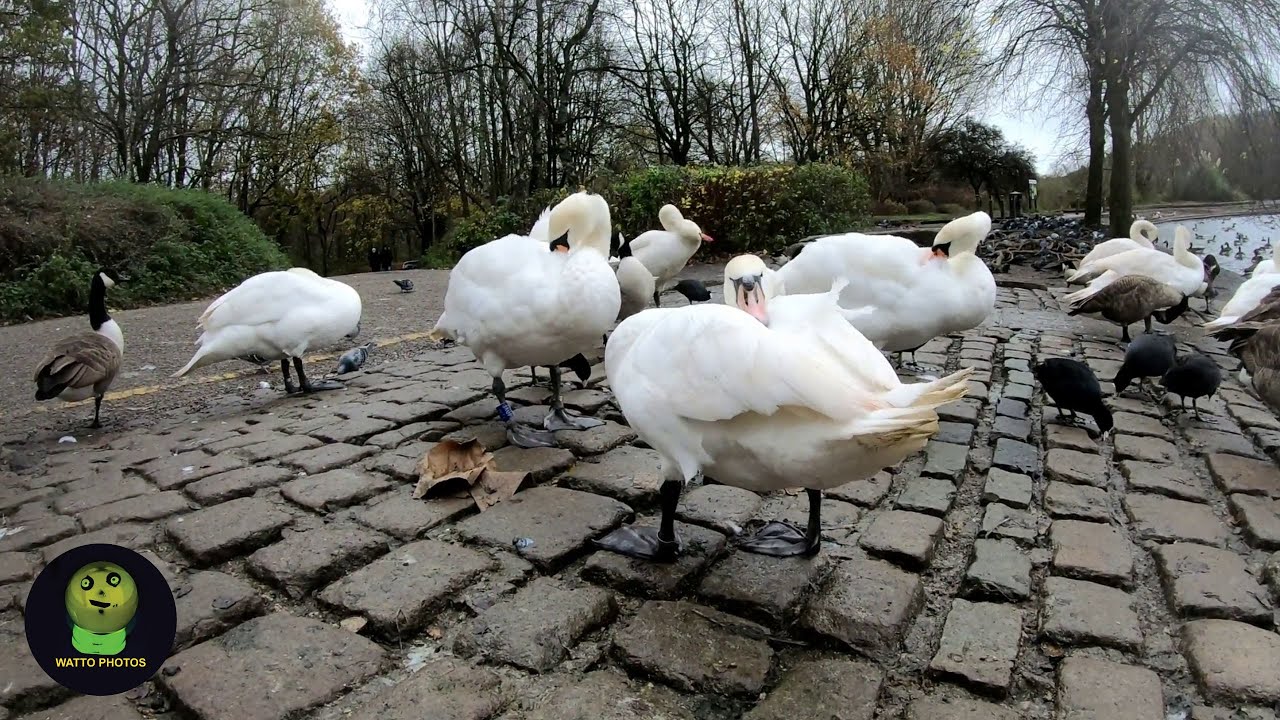 Army Of Different Birds