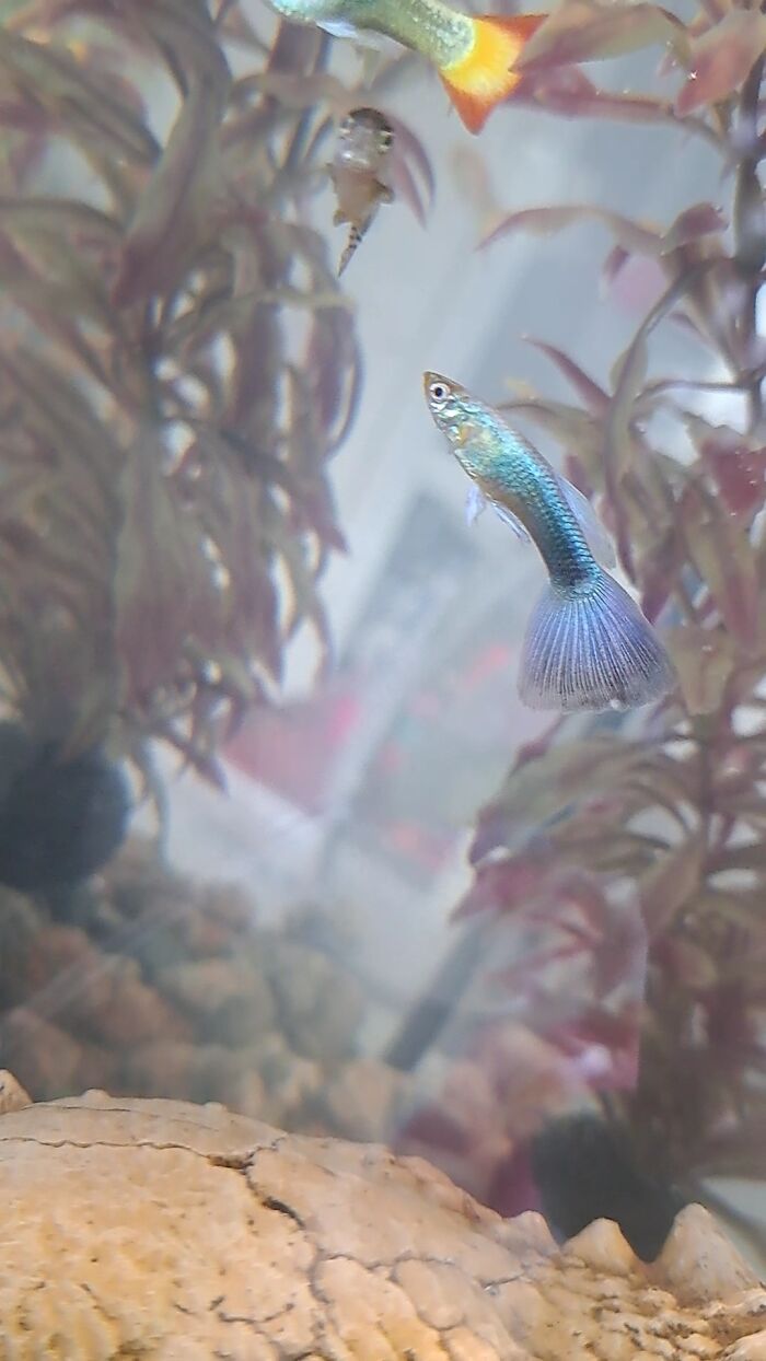 This Is My Neon Blue Guppy! I Have Six More Guppies In Different Colors And Five Zebra Danio's