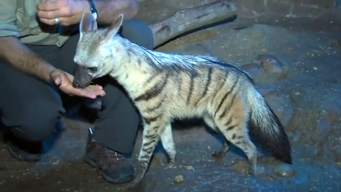 Aardwolf In The Cincinnati Zoo. It's The World's Smallest Hyena And Feeds Exclusively On Insects, And Actively Detests Meat Unless Softened Or Well Cooked