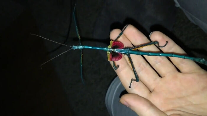 Achrioptera Fallax Is A Species Of Colorful Stick Insect Found In Madagascar. These Insects Do Not Attack Or Bite People. Their Diet Consists Mainly Of Leaves, Especially Bramble, Raspberry, Eucalyptus And Oak