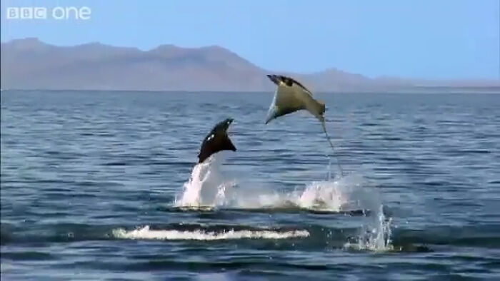 Devil Rays Or Flying Mobulas Are Known For Breaching The Water's Surface, Sometimes Exhibiting Aerial Acrobatic Displays, Even Flips, That End In Big Splashes. Marine Biologists Aren't Exactly Sure Why They Engage In Such Behavior