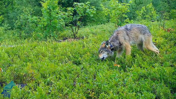 Gray Wolves Eating Blueberries; Wolves Actually Covet Berries And Other Fruits, During Their Growing Seasons Berries Can Make Up 80% Of Wolf Packs' Diet