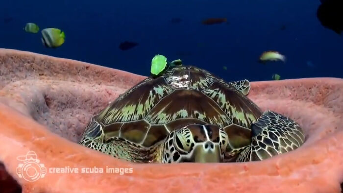 Green Sea Turtles Have Been Observed Sleeping For As Much As 11 Hours A Day, And Sometimes They Will Sleep In The Same Spot Over And Over For A Period Of Time. They Often Wedge Themselves In Reef Crevices To Avoid Predators, Or They Might Opt For Something More Comfortable Like A Soft Barrel Sponge